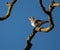 Fieldfare perching on a twisted branch