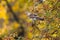 The fieldfare is sitting on a rowan branch with a ripe red rowan berry in its beak. Wild bird on a bright colorful autumn nature