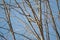 The Fieldfare, or the Snowbird lat. Turdus pilaris