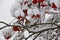 Fieldfare, or snowbird Turdus pilaris on snow-covered branches of mountain ash with berries threatening