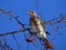 Fieldfare, thrush bird, snowbird eating berry on tree in winter forest