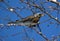 Fieldfare, thrush bird, snowbird eats berry on a tree and snow in spring city