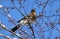 Fieldfare, thrush bird, snowbird and snow on tree in winter forest