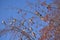 Fieldfare, thrush birds, snowbirds, blackbirds eating berries on a tree