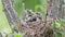Fieldfare thrush chicks sit in their nest in summer