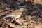 Fieldfare thrush on foliage