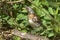 Fieldfare thrush in the grass