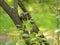 Fieldfare thrush in the green foliage