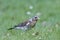 Fieldfare Turdus pilaris