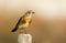 The Fieldfare ( Turdus pilaris)