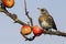 Fieldfare, Turdus pilaris