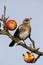 Fieldfare, Turdus pilaris