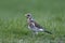 Fieldfare Turdus pilaris