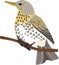 Fieldfare Turdus pilaris bird on branch