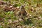 Fieldfare Turdus pilaris. Bird looks out for prey in dry grass in early spring