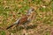 Fieldfare Turdus pilaris. Bird looks out for prey in dry grass in early spring