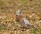 Fieldfare Turdus pilaris. Bird looks up anxiously with its beak slightly open