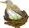 Fieldfare Turdus pilaris bird sitting on nest with eggs
