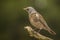 Fieldfare, Turdus pilaris. Migrant bird