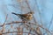 Fieldfare Turdus pilaris, in the natural habitat