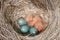 Fieldfare Turdus pilaris nest with three blue eggs and three newborn naked chicks
