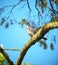 Fieldfare turdus pilaris perching on a tree branch