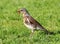 Fieldfare (Turdus pilaris) with prey - earthworm