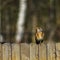 Fieldfare Turdus pilaris sitting on grass in early spring looking for food. Cute common funny thrush. Bird in wildlife