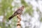 Fieldfare, Turdus pilaris, sitting on a wooden cross on a blurred background close-up