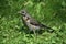 The fieldfare (turdus pilaris) stands on grass and looks for some food