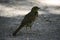 The fieldfare (turdus pilaris) stands on a ground and looks around.