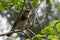 Fieldfare turdus pillaris sits on a branch among spring greens. Cute common thrush bird in wildlife