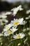 Fieldflowers (camomile)