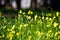 Fields of Bermuda buttercup flowers