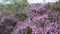 Fields of blooming heather, Scotland, HD footage