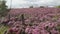 Fields of blooming heather, Scotland, HD footage