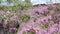 Fields of blooming heather in Scotland, HD footage