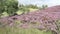 Fields of blooming heather in Scotland, HD footage