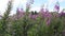 Fields of blooming heather in Scotland, HD footage