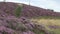 Fields of blooming heather in Scotland, HD footage