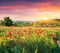 Fields of blossom poppy in suburban zone