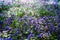 Fields of blue Pulmonaria flowers in sunlight
