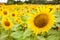 Fields of bright flowering sunflowers