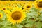 Fields of bright flowering sunflowers