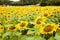 Fields of bright flowering sunflowers