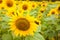 Fields of bright flowering sunflowers