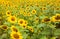 Fields of bright flowering sunflowers