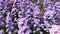 Fields of bright purple margaret in abundance