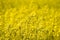 Fields of bright yellow rapeseed flowers