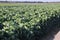 Fields with brussels sprouts plants growing for harvest in the winter in Zevenhuizen, the Netherlands